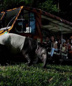 tiket Night Safari Singapore