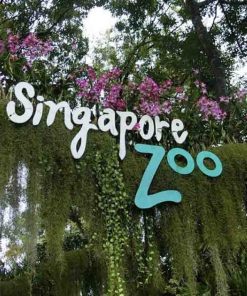 Tiket Singapore Zoo murah