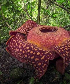 PAKET WISATA BUKITTINGGI - PALUPUH 3D2N