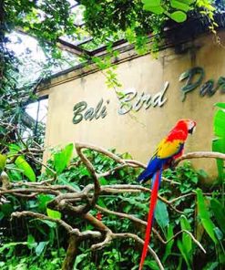 PAKET TOUR BALI 3D2N BALI BIRD PARK