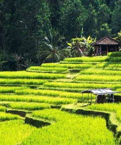 PAKET TOUR BALI 3D2N UBUD