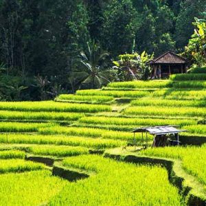 PAKET TOUR BALI 3D2N UBUD