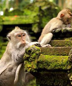 PAKET TOUR BALI 4D3N SANGEH MONKEY FOREST