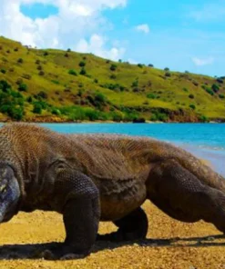 OPEN TRIP LABUAN BAJO KOMODO 4 HARI 3 MALAM